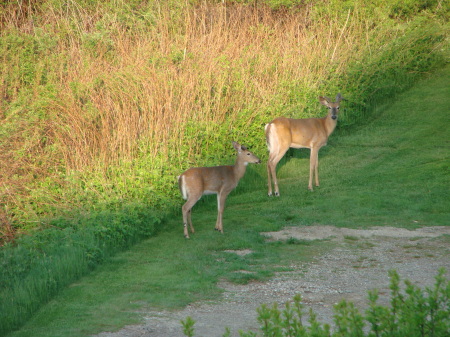 Deer in the driveway