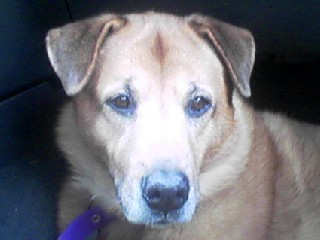 Red Dog Sallee (15yrs old now)