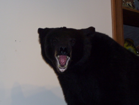 2006 Black Bear