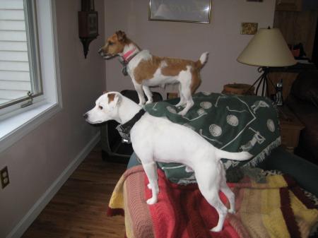 My Jack Russell Terriers Riley (near) & Sonya