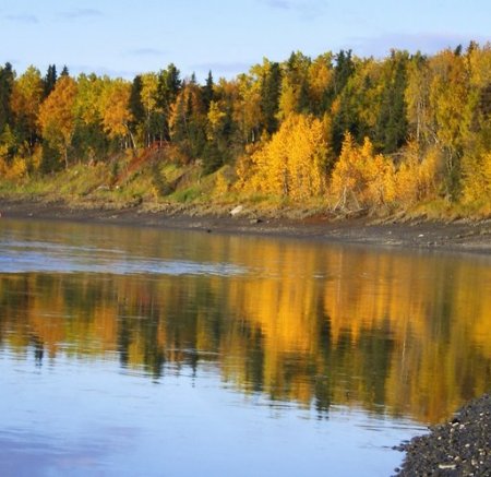 Kenai River ~ Fall Reflection