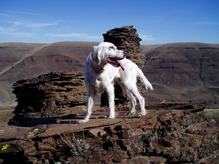 Sage the English Setter