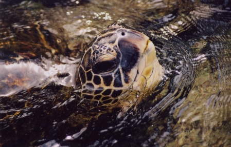 turtles at kahalu'u bay hawaii