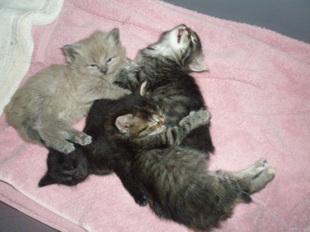 Baby Orphan Kittens 3 wks old