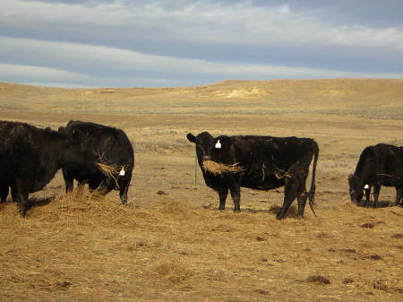 My Cattle