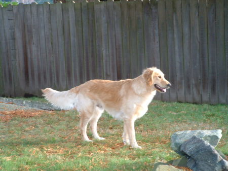 Niko in the backyard