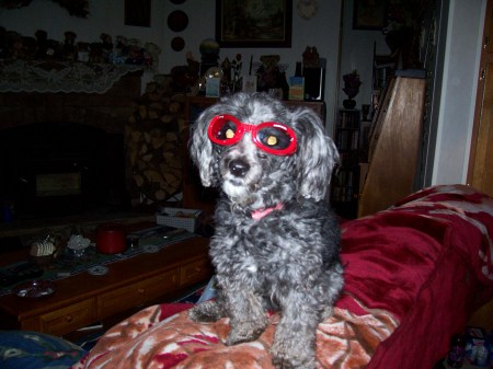 Shadow with his Doggles