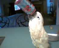 Phoenix Loves Diet Cherry Pepsi