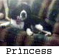 Our Dog "Princess" (English Springer)