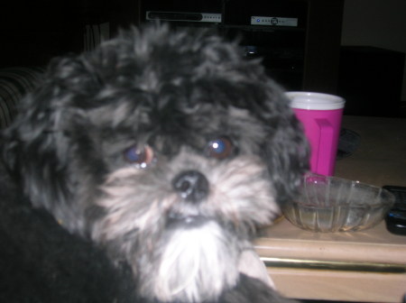 My puppy Gizmo