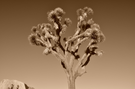 Joshua Tree 08-2