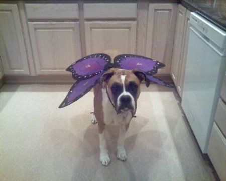 My boxer "Roxy" dressed for Halloween