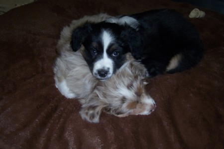 Our Aussie and Boarder Collie Puppies