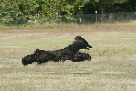 Lure Coursing " Marcel"