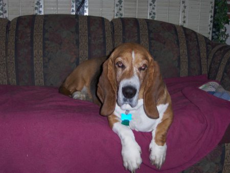 Buford in his favorite spot on the couch