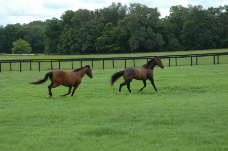 my farm in florida