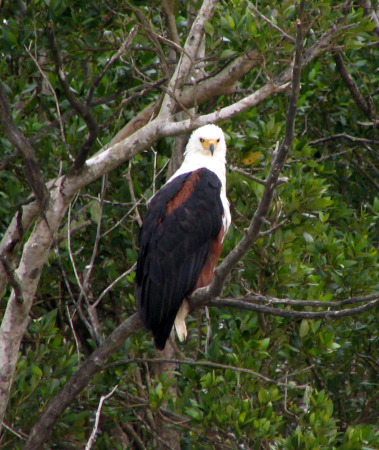 South Africa - Bird at St. Lucia Lake