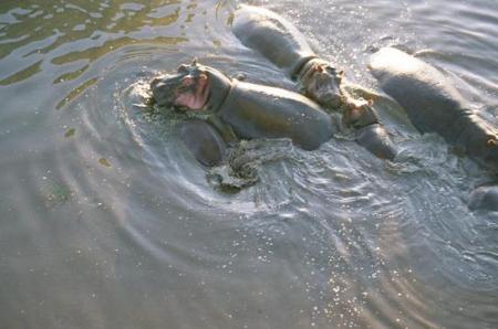 Hippos from balloon