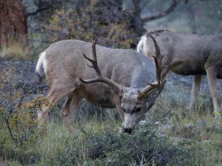 Colorado Mule Deer.