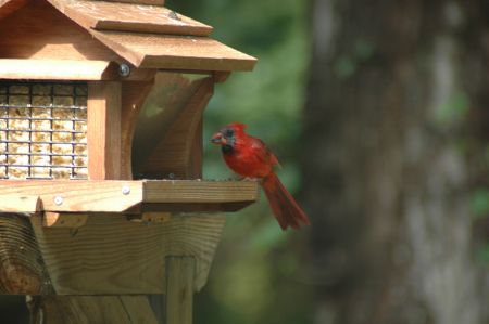 Cardinal- Musy Bird Sanctuary
