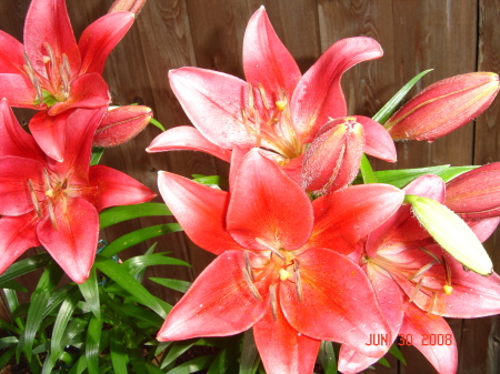 Lillie's from leiane