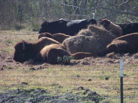 Buffalo and Cows