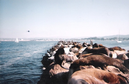 Sea Lions in Monterey Calif. 2008