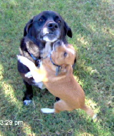 Bruno and Buddy