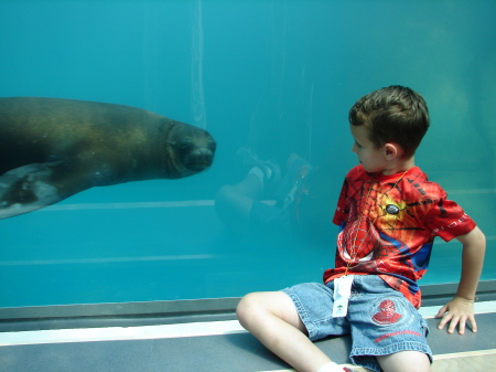 Michael and a seal take a look at each other at Zoo's new enclosure.