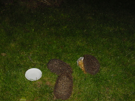 Feeding Hedgehogs