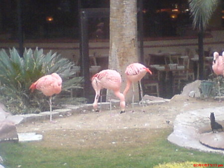 Flamingo's