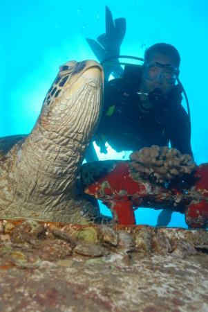 Diving w/ Turtles off Maui