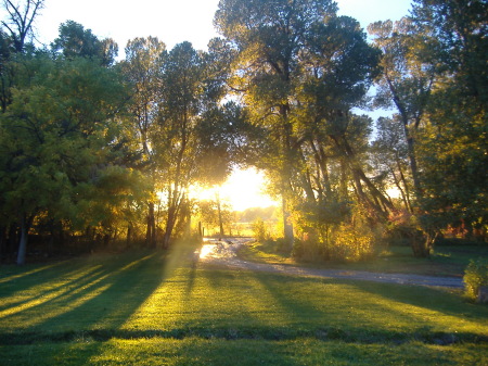 Summer Home Yard