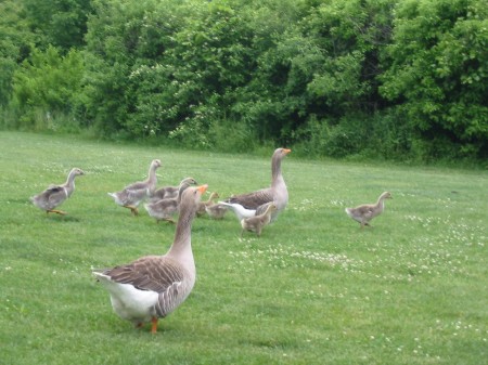 killer  geese