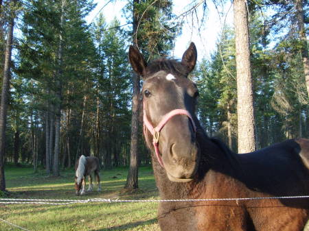 My yearling philly, Shasta May (Sierra's baby girl)