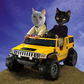 4-Wheelin Kitties