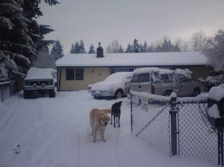 dec 22, 2008  Snow & Dogs