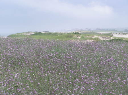 Cape Cod, MA