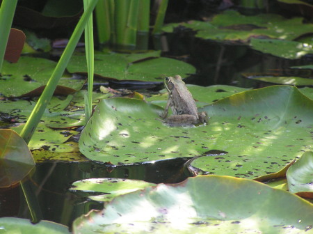 frog on lily