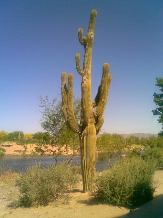 Lone Cactus in Sonoran Desert