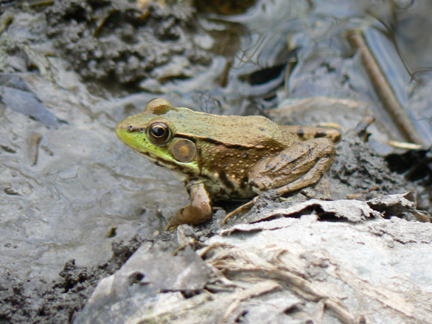 Long Lake green frog