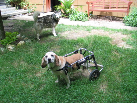 Clay (in wheelchair) and Lee - two of our dogs