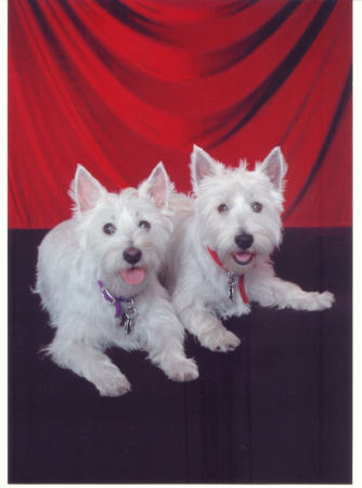 Our Westies, Mac and Lacey