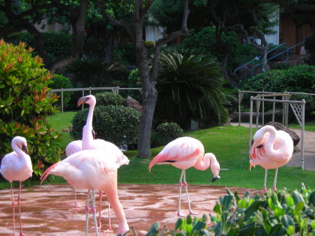 Flamingos