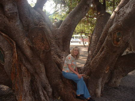 One of the world's largest banyan trees!