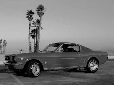 mustang with palm tree