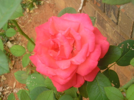 My rose