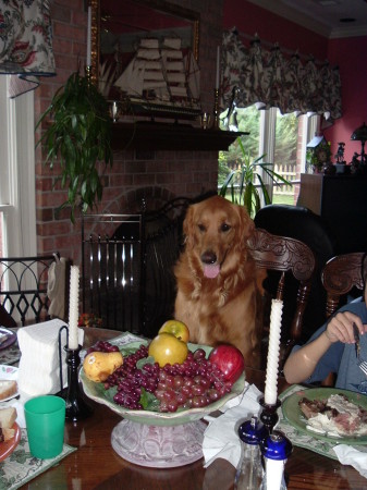 Bear at The kitchen Table