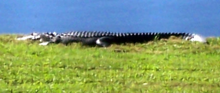 Gator