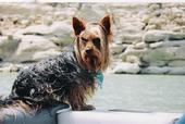 My buddy "Louie" on the boat